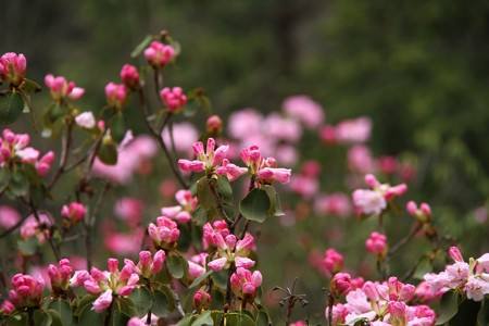 杜鹃花有毒吗(杜鹃花有毒吗人中毒什么反应)