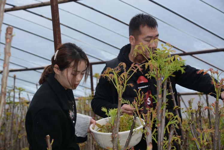 香椿高产种植技术视频