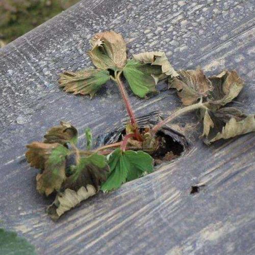 草莓定植后死苗的原因