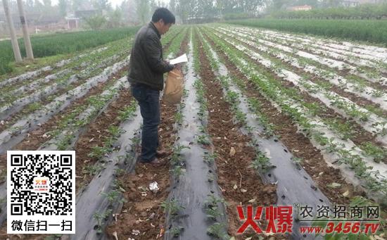 春季芝麻地膜种植方法