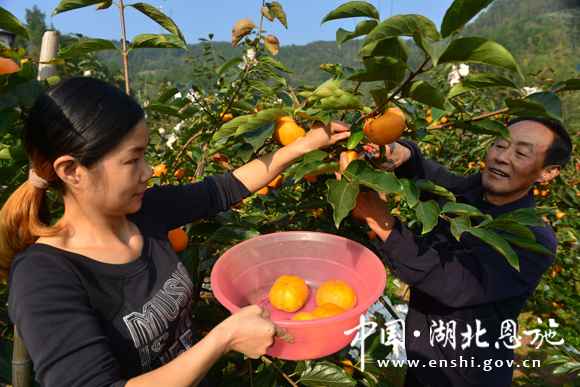 现在种甜柿市场前景好吗