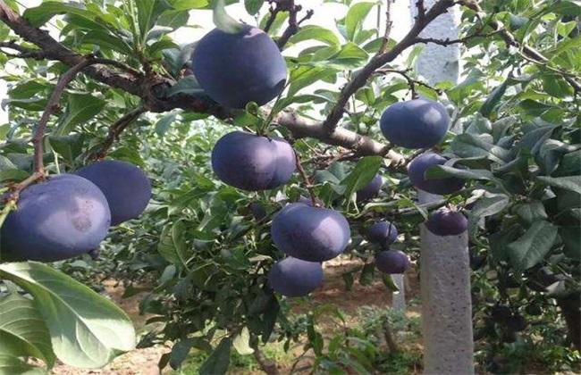 黑布林种植技术