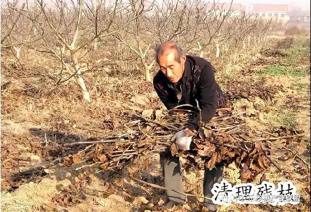 核桃园三月份管理重要活计(中农乐)(核桃园绿肥作物种植及覆盖技术规程)