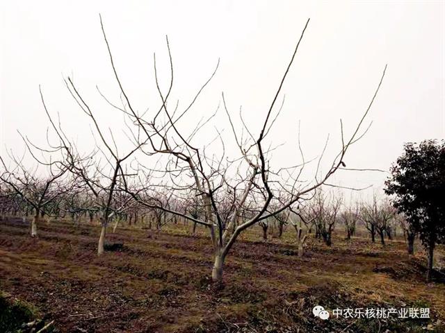 核桃园三月份管理重要活计(中农乐)(核桃园绿肥作物种植及覆盖技术规程)