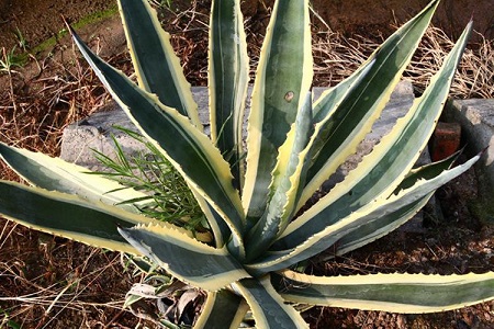 龙舌兰花怎么种植(种植牙费用)