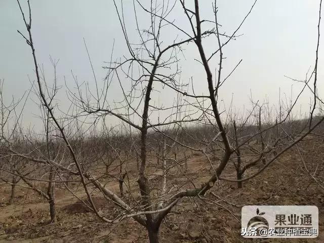 详细的苹果修剪技术(图解)(修剪苹果树的枝条图解)