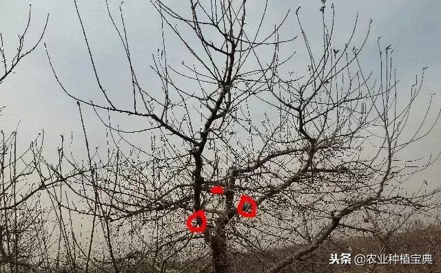 详细的苹果修剪技术(图解)(修剪苹果树的枝条图解)