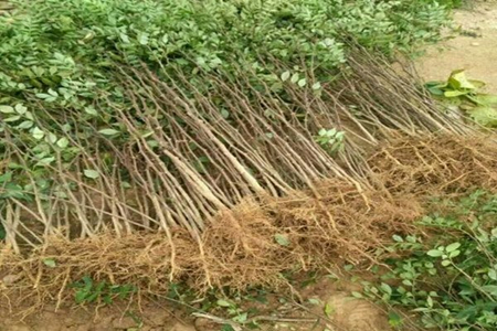 花椒种子怎么样育苗(花椒种子最快育苗方法)