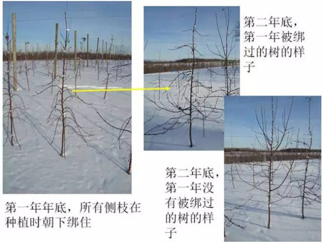 苹果树整形及修剪技术(苹果树修剪技术视频整形和修剪)