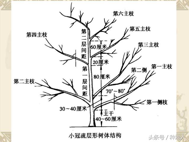 梨树整形修剪技术详解(图文)(梨树修剪方法示意图)