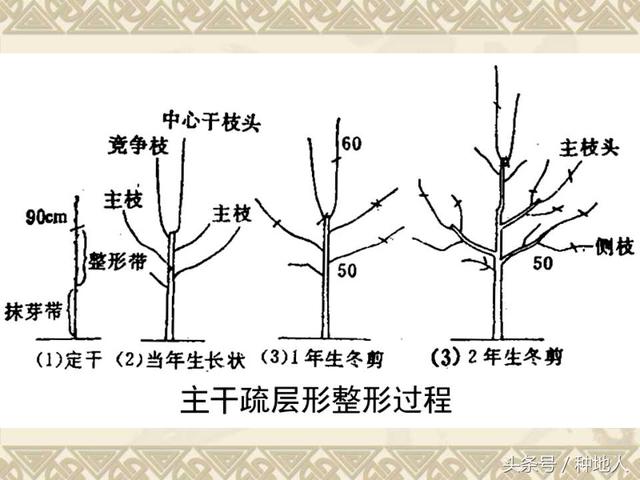 梨树整形修剪技术详解(图文)(梨树修剪方法示意图)