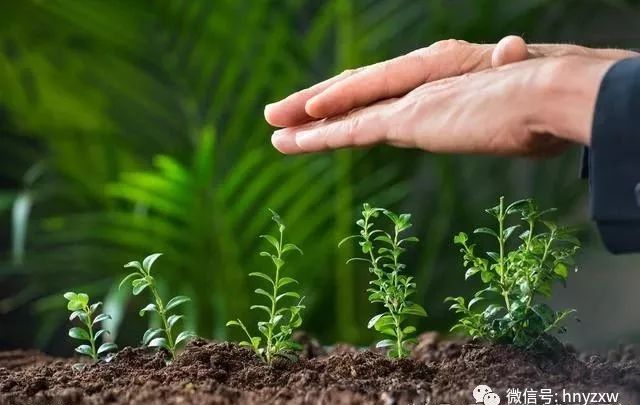 赤霉素、芸苔素、多效唑用法大汇总(920赤霉素和芸苔素一起用吗)