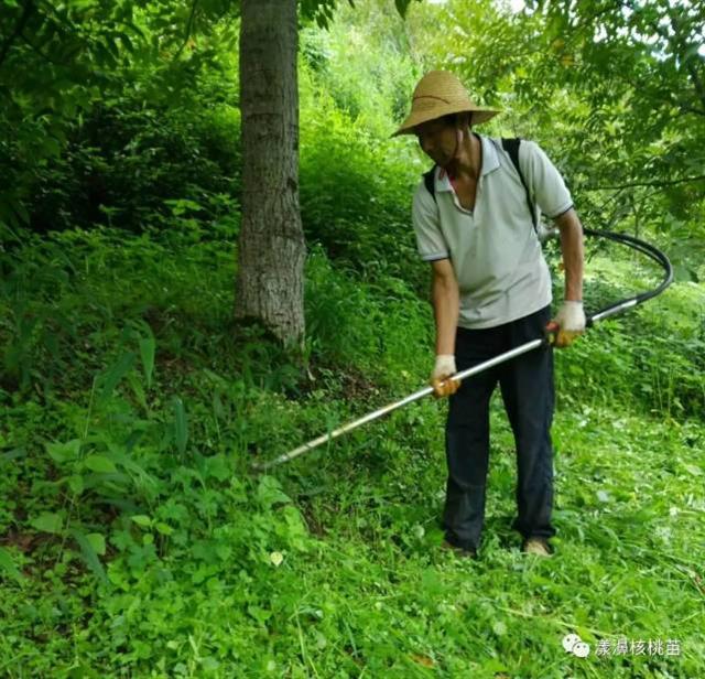 核桃丰产栽培和抚育管理措施