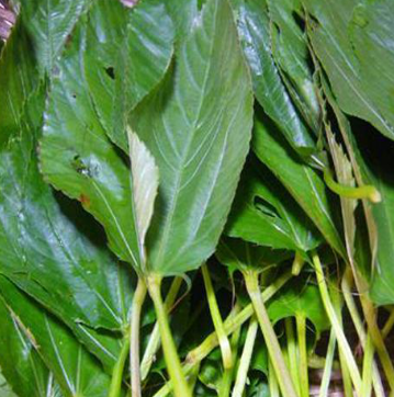 山野菜大全(黑龙江山野菜大全)