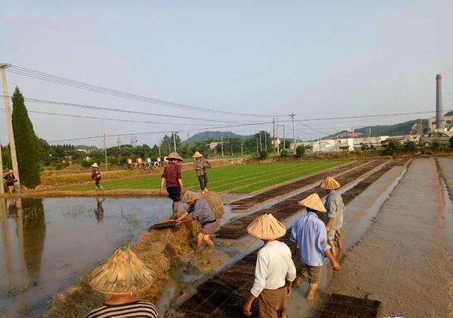 种粮大户没有国家补贴能生存吗(种粮大户有什么国家补贴)