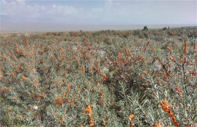 沙棘果种植技术(沙棘果种植方法)