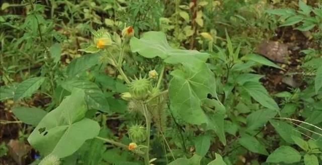 31种路边常见中草药(梦幻西游31种新春烹饪)