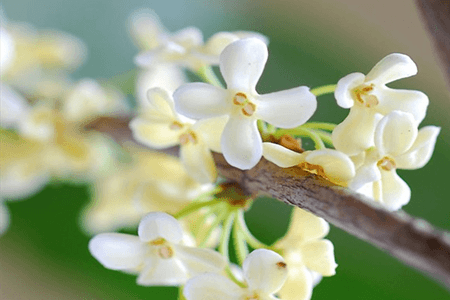 桂花的繁殖办法大全，学会一种就能开满枝