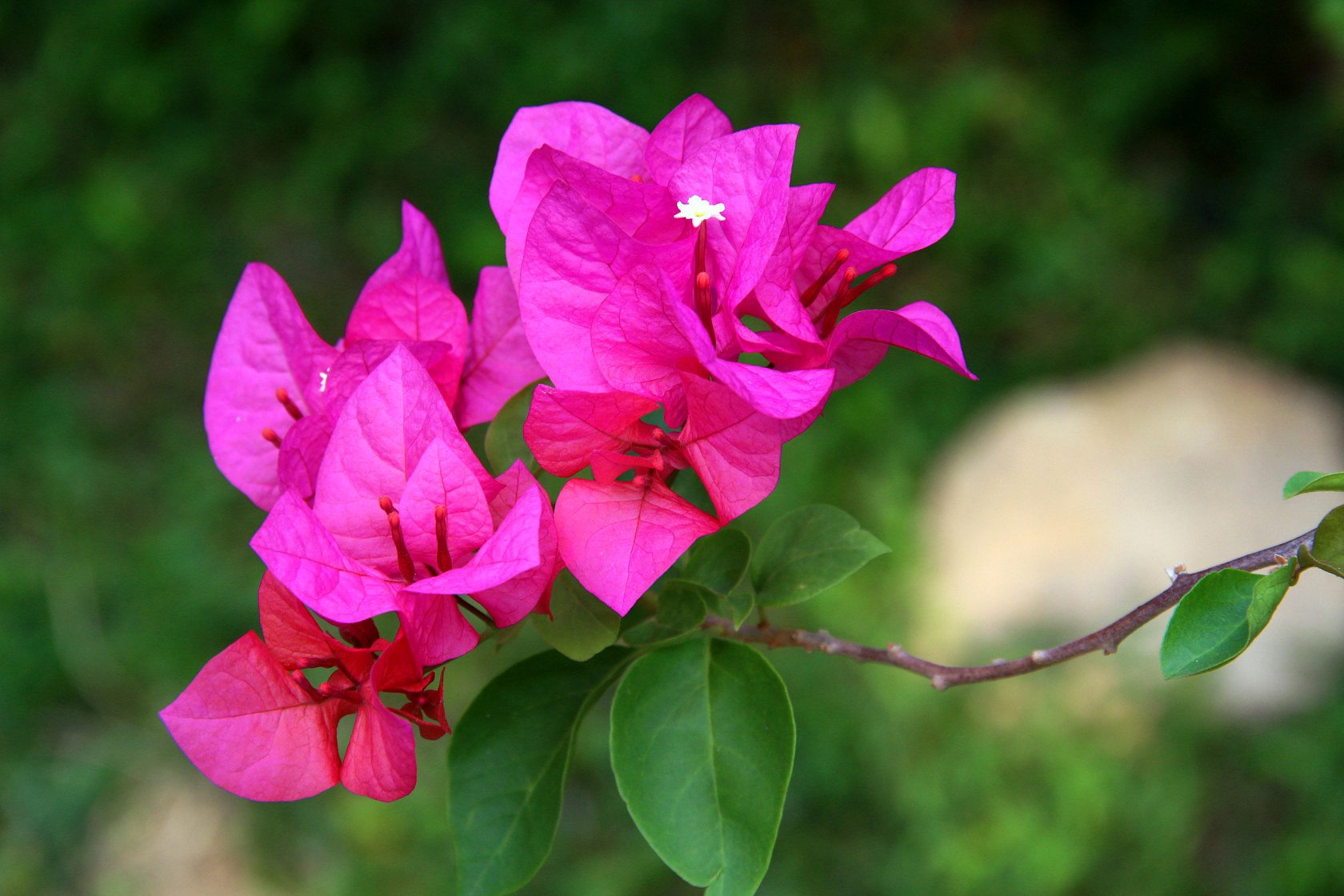 三角梅的花期养护(三角梅花期长的养护方法)