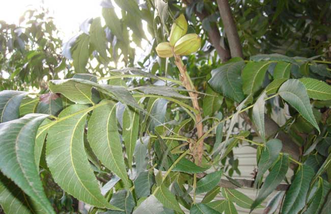 碧根果的种植条件(碧根果种植条件技术的)