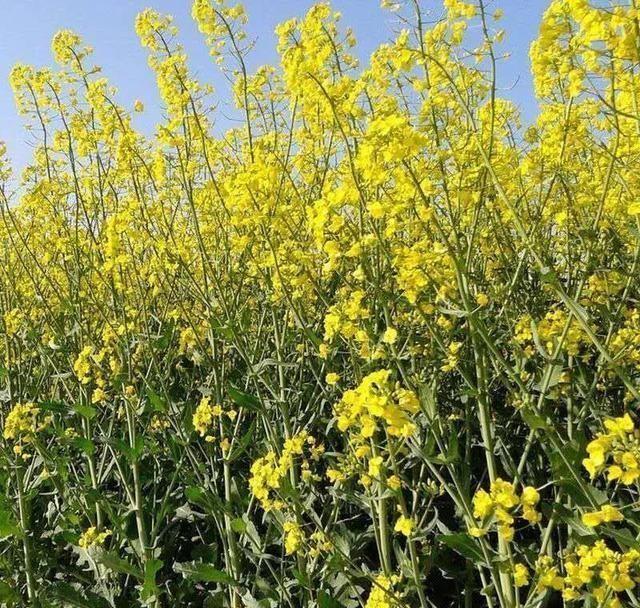 油菜籽黄了但里面的菜籽还青的能割吗