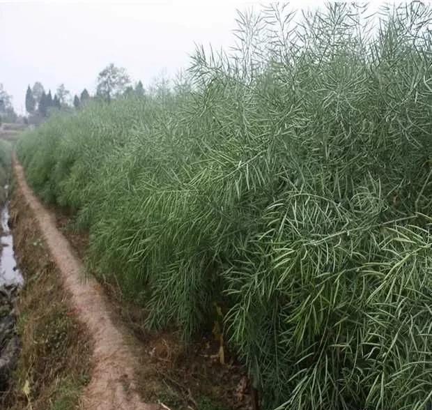 油菜籽黄了但里面的菜籽还青的能割吗