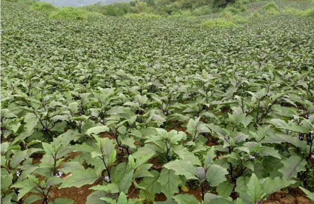 茄子得啥病？还是生啥虫？在茄子叶片的正反面有白色小点