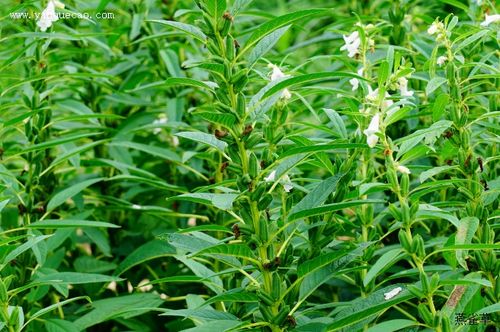 芝麻叶种植