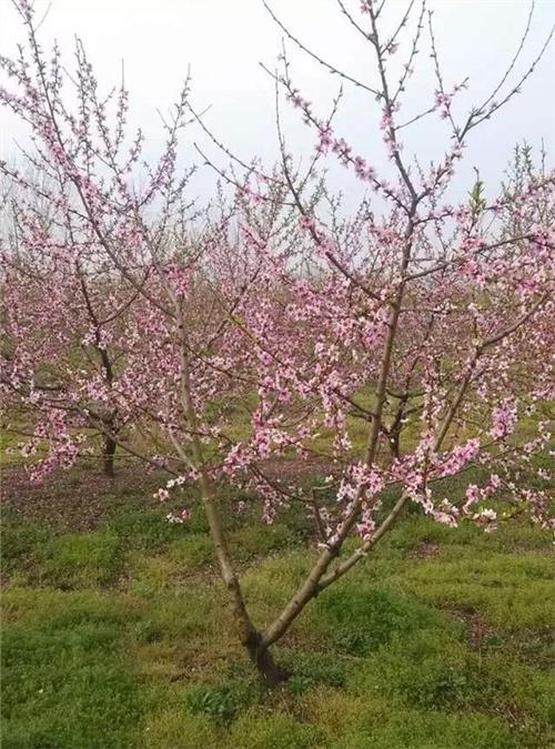 一根棍桃树种植