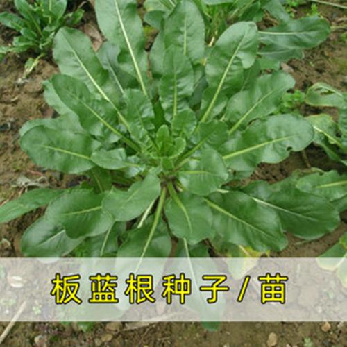 板蓝根种植技术与管理