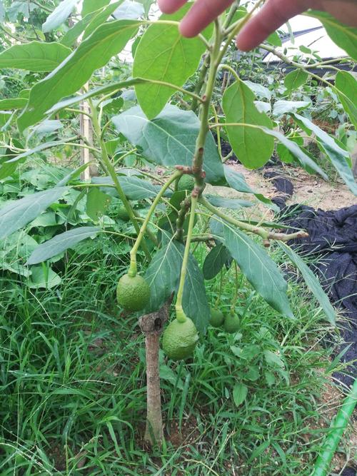 牛油果栽培技术与管理