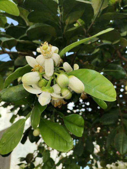 柚子花期怎样管理