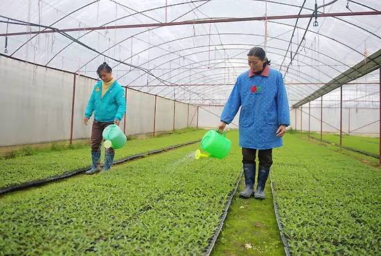 冬天露天越冬蔬菜可以浇水吗