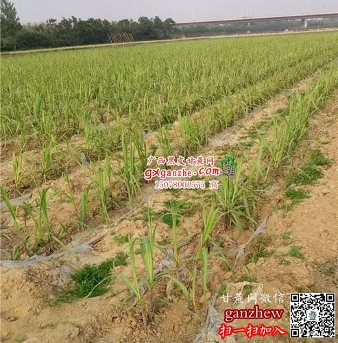 南方甘蔗种植技术管理