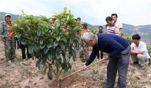 枇杷种植技术与防病防治