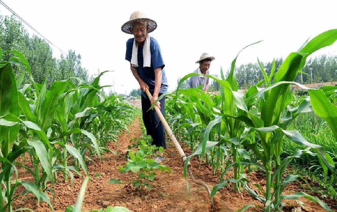 农民工种植技术