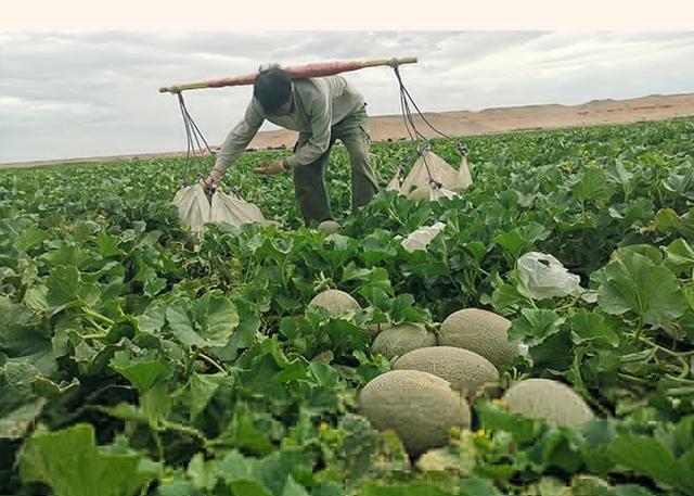 新疆哈密瓜种植技术