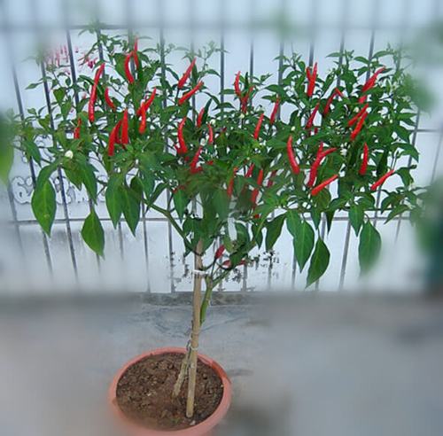 盆栽朝天椒种植技术
