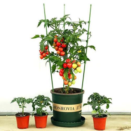 盆栽西红柿种植