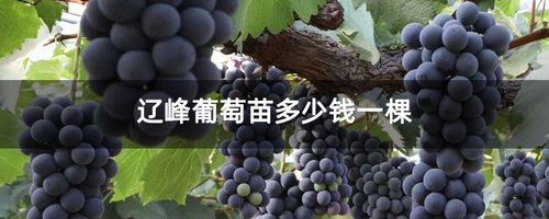 辽峰葡萄种植技术与管理(辽峰葡萄的缺点在哪里)