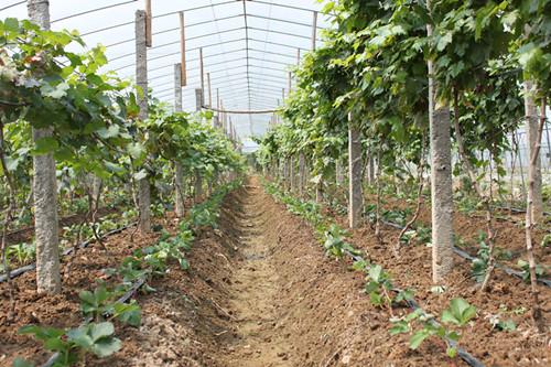 兴安县葡萄种植基地(桂林兴安县葡萄种植基地)