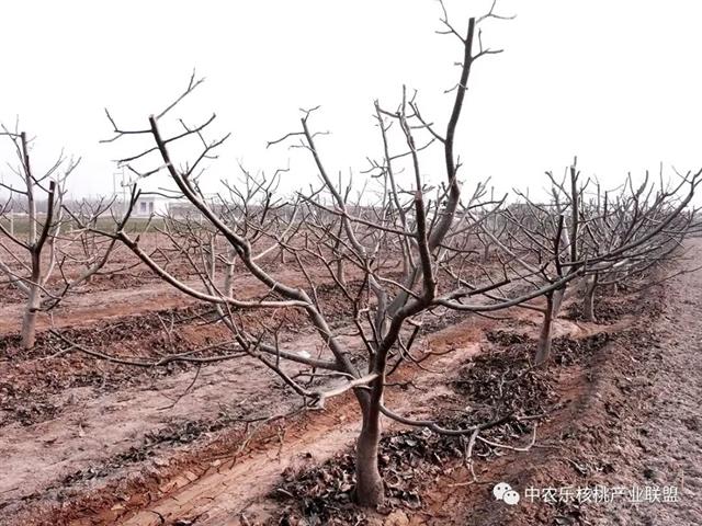 核桃园三月份管理重要活计(中农乐)(核桃园绿肥作物种植及覆盖技术规程)