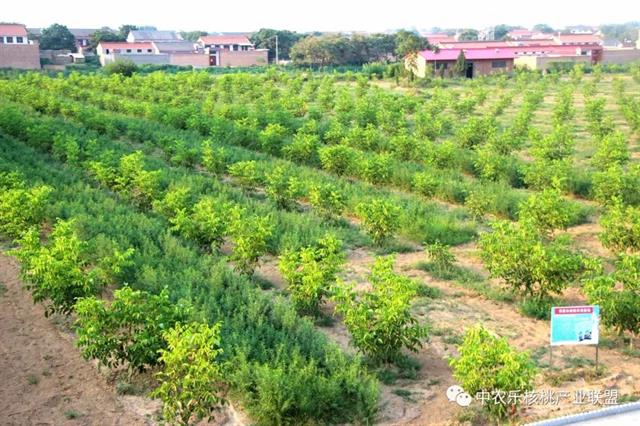 核桃园三月份管理重要活计(中农乐)(核桃园绿肥作物种植及覆盖技术规程)