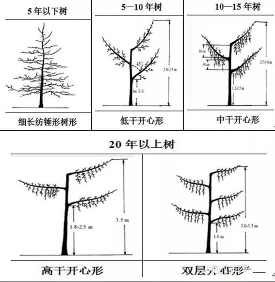 冬剪果树技术(苹果树冬剪技术视频)