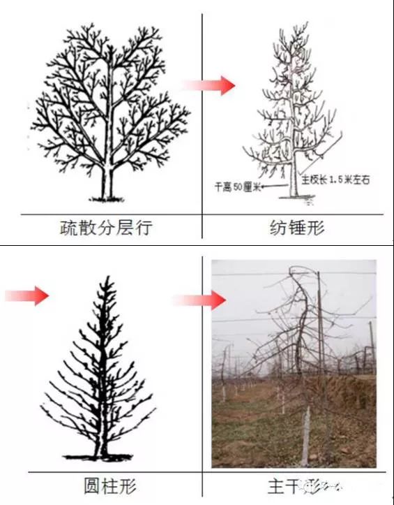 冬剪果树技术(苹果树冬剪技术视频)