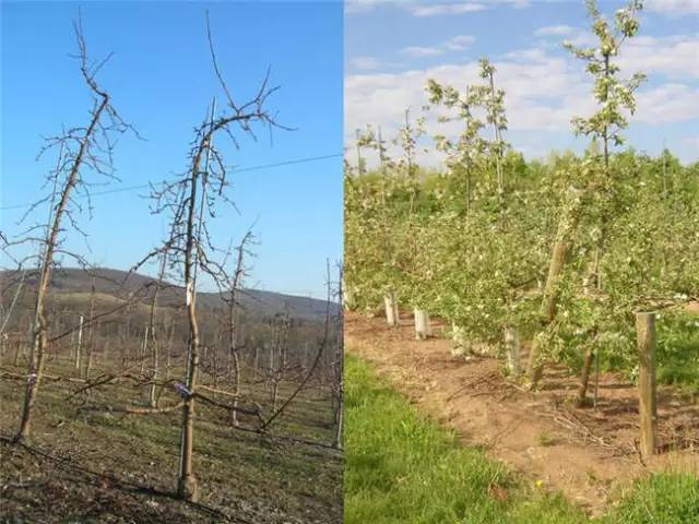 苹果树整形及修剪技术(苹果树修剪技术视频整形和修剪)