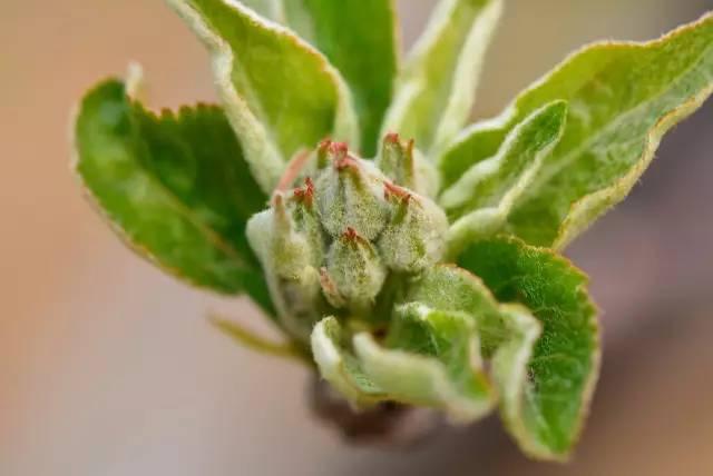 苹果花芽分化与促花管理(苹果花芽分化的适宜温度)