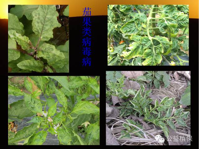 大棚蔬菜病害鉴定图册(大棚蔬菜的病虫害防治)