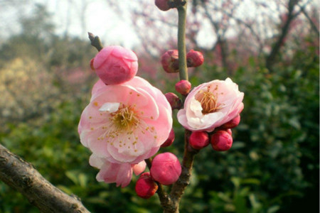 梅花品种及介绍(梅花的介绍以及特点)