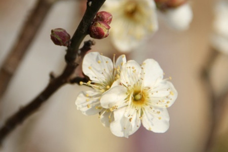 梅花品种及介绍(梅花的介绍以及特点)